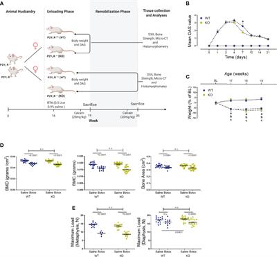 Absence of P2Y2 Receptor Does Not Prevent Bone Destruction in a Murine Model of Muscle Paralysis-Induced Bone Loss